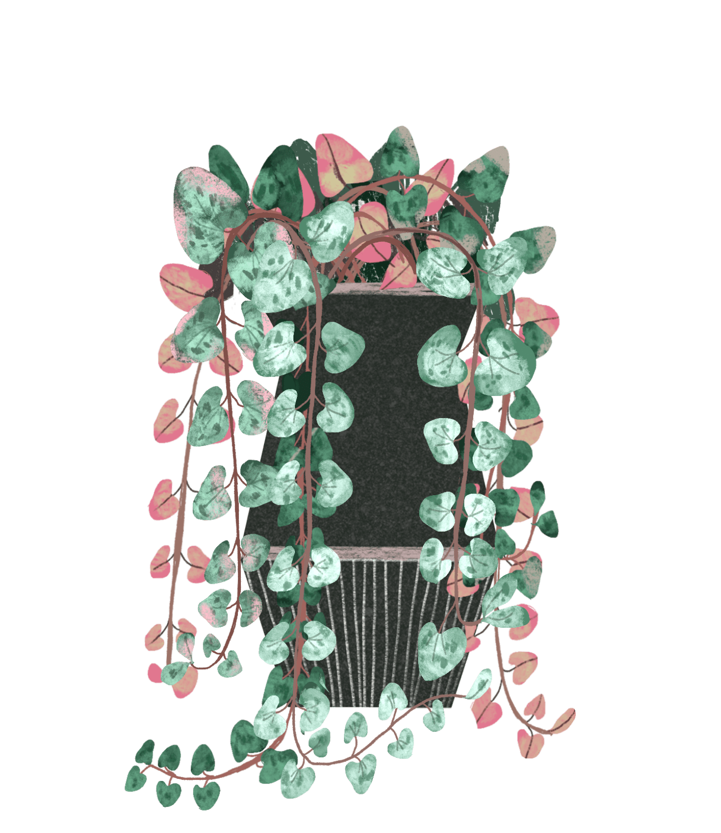 String of Hearts Plant Care Guide